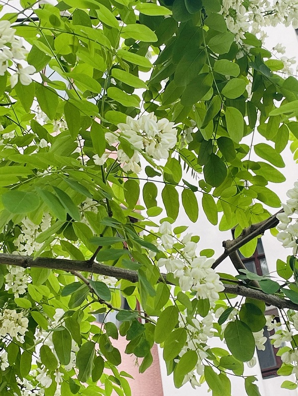 校園美景 (1).JPG