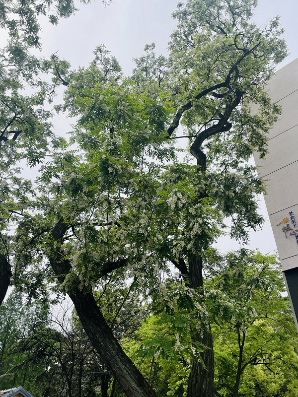 校園美景 (3).JPG